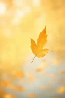 秋天落叶秋叶黄色背景