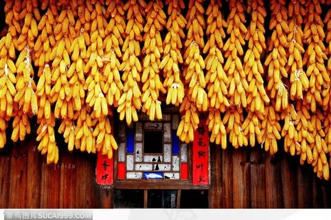 贵州民俗-金色丰收