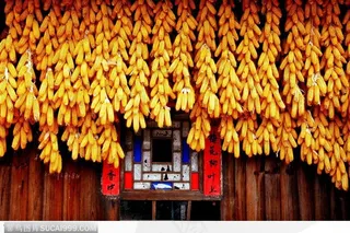 贵州民俗-金色丰收