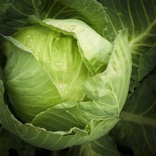 新鲜嫩绿的卷心菜高清图片