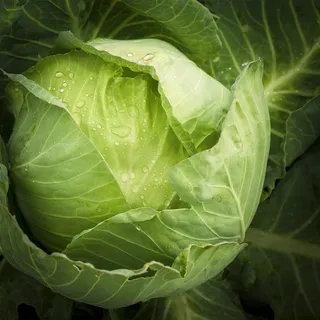 新鲜嫩绿的卷心菜高清图片