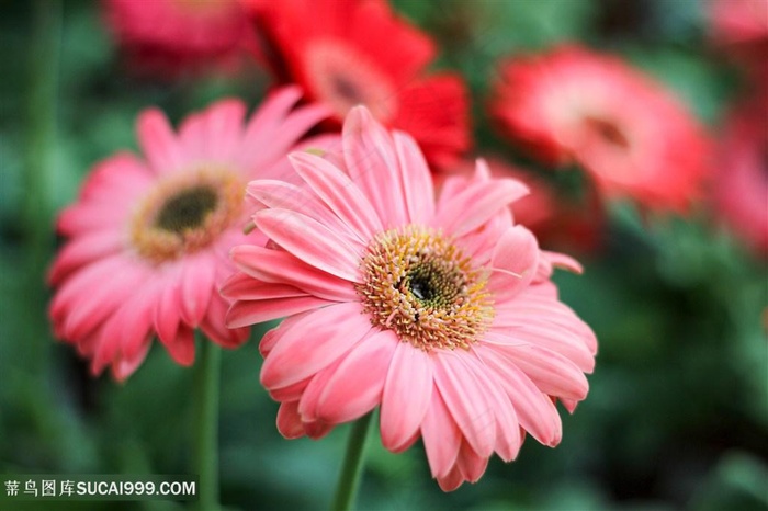 非洲菊花束野菊花