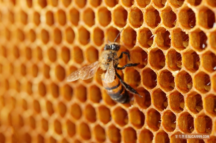 蜂巢上的一只蜜蜂