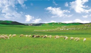 蓝天白云草原羊群图片素材