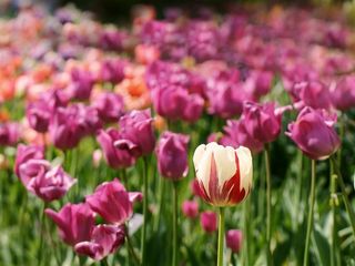 唯美花海鲜花图片