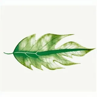 一片叶子png免抠