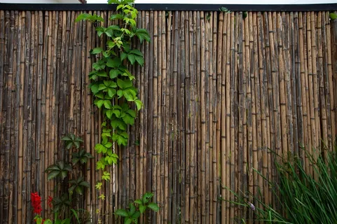 墙头上的爬山虎 墙头上的爬山虎