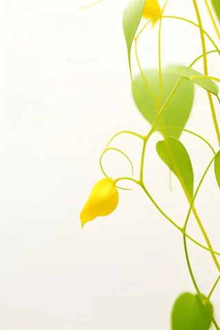 花朵黄色简约背景