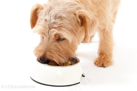 可爱的宠物狗动物高清图片狗狗图片