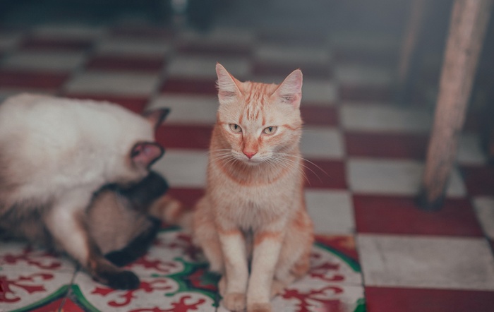 可爱猫咪猫猫摄影素材
