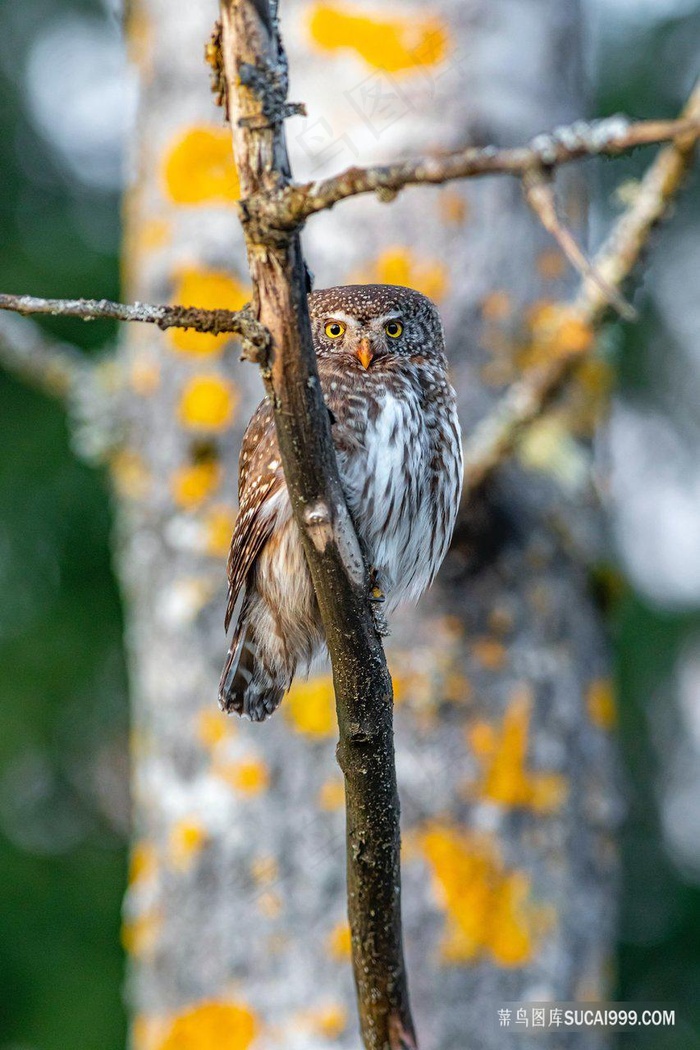 站在树枝上的猫头鹰野生小鸟图片