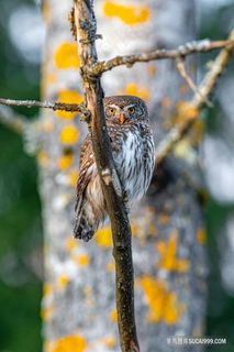 站在树枝上的猫头鹰野生小鸟图片