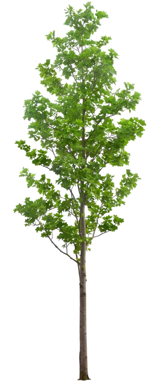 高清树木素材 免抠PSD植物素材 美术绘画园林贴图 树草灌木花草