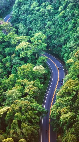 森林 绿色 自然 景观 树木 树 环境 树叶