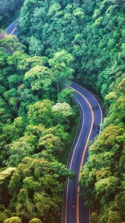 森林 绿色 自然 景观 树木 树 环境 树叶 森林 绿色 自然 景观 树木 树 环境 树叶