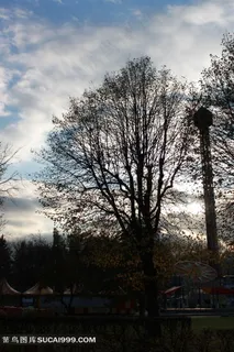 树木逆光剪影图片