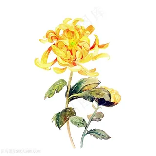 中式中国风二十四节气重阳节菊花