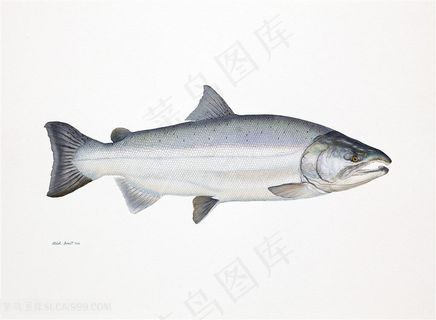 高清手绘唯美时尚鱼素材