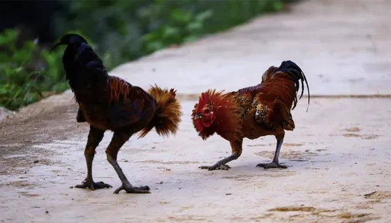 打斗的公鸡元素 打斗的公鸡元素