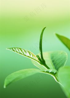 一株新鲜的嫩叶树叶图片
