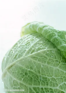 新鲜包菜蔬菜高清素材