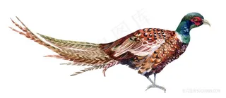 锦鸡摄影图片鸟图片