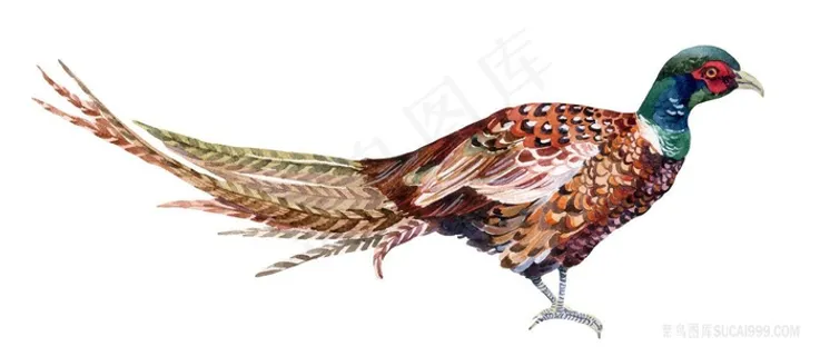 锦鸡摄影图片鸟图片 锦鸡摄影图片鸟图片