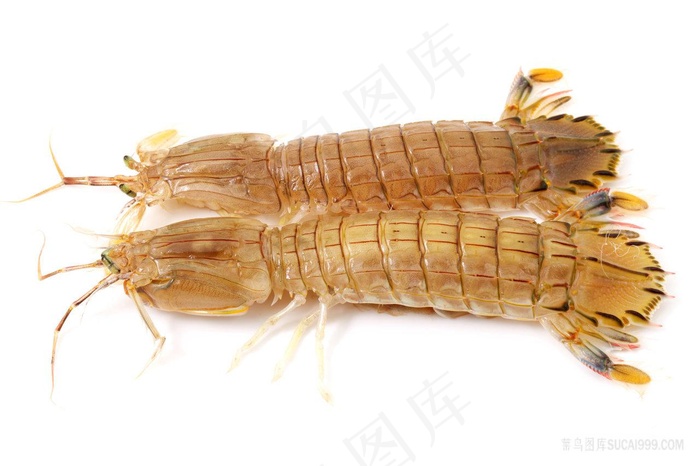 高清皮皮虾摄影图片海洋生物