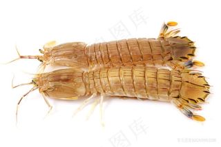 高清皮皮虾摄影图片海洋生物