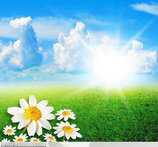 阳光下的野菊花高清图片