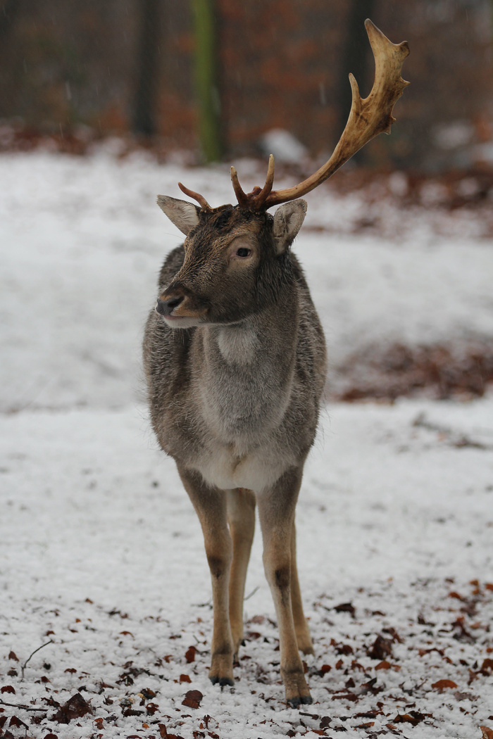 鹿野生梅花鹿动物园设计素材