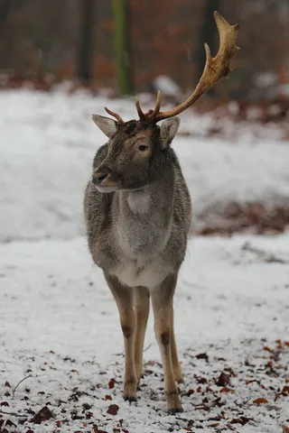 鹿野生梅花鹿动物园设计素材