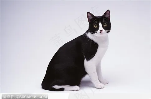 宠物猫(侧身扭头) 宠物猫(侧身扭头)