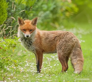 野外摄影狐狸野生动物图片