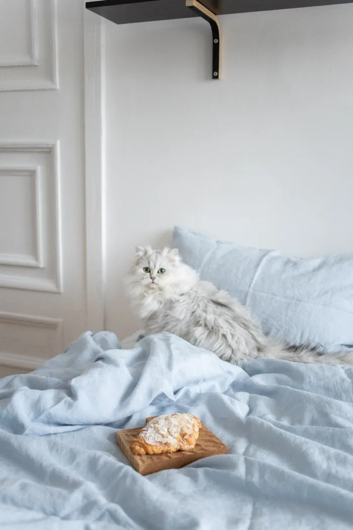 可爱猫咪猫猫摄影素材