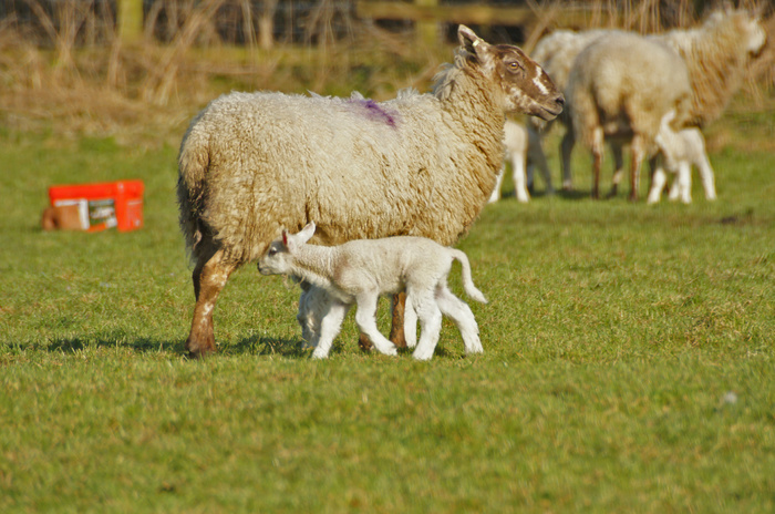 羊白羊牧场动物素材动物实拍