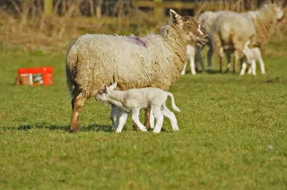 羊白羊牧场动物素材动物实拍