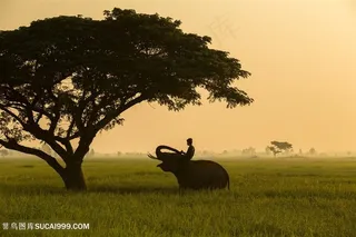 高清唯美小孩坐在大象背上摄影图片