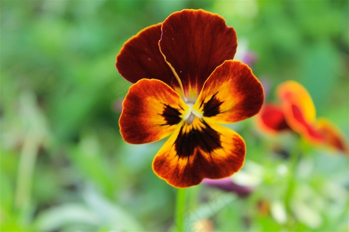 颜色较深的三色堇花卉高清图片