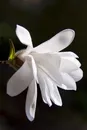 美丽的白玉兰素材