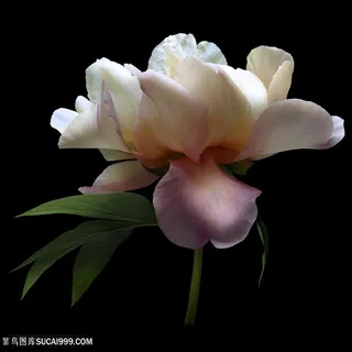 超高清芍药鲜花特写图片 超高清芍药鲜花特写图片