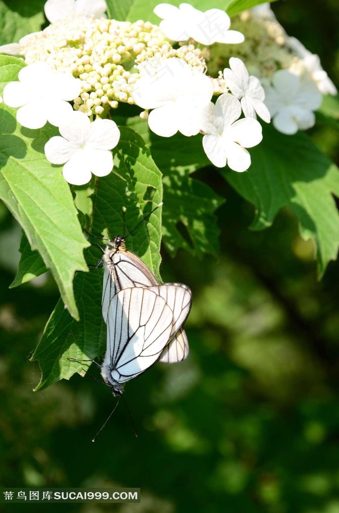 绿叶上交配的蝴蝶