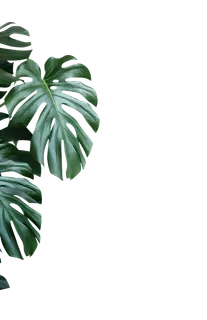 树木树枝树叶免扣素材