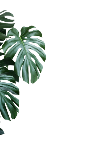 树木树枝树叶免扣素材