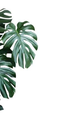 树木树枝树叶免扣素材