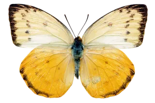 蝴蝶 彩蝶 花蝴蝶 动物 昆虫 免抠