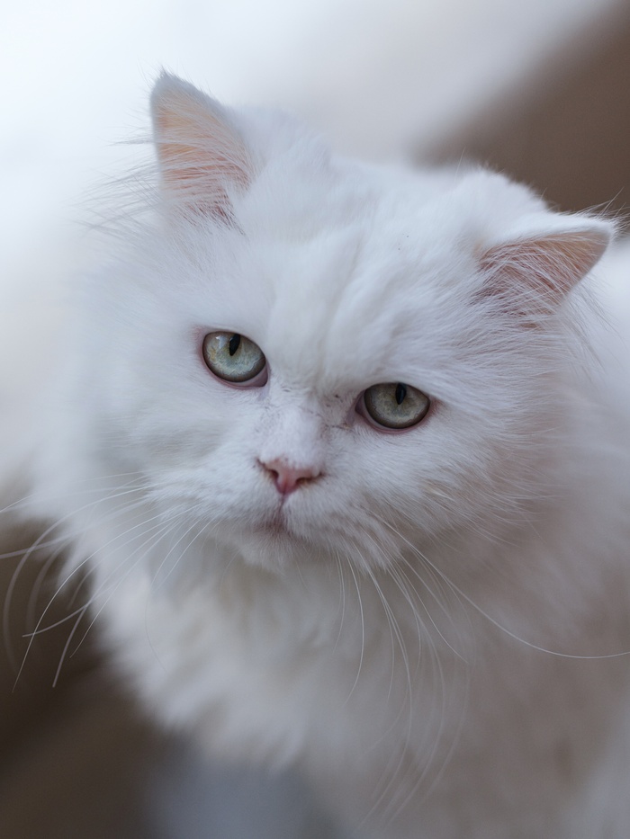 可爱猫咪猫猫摄影素材
