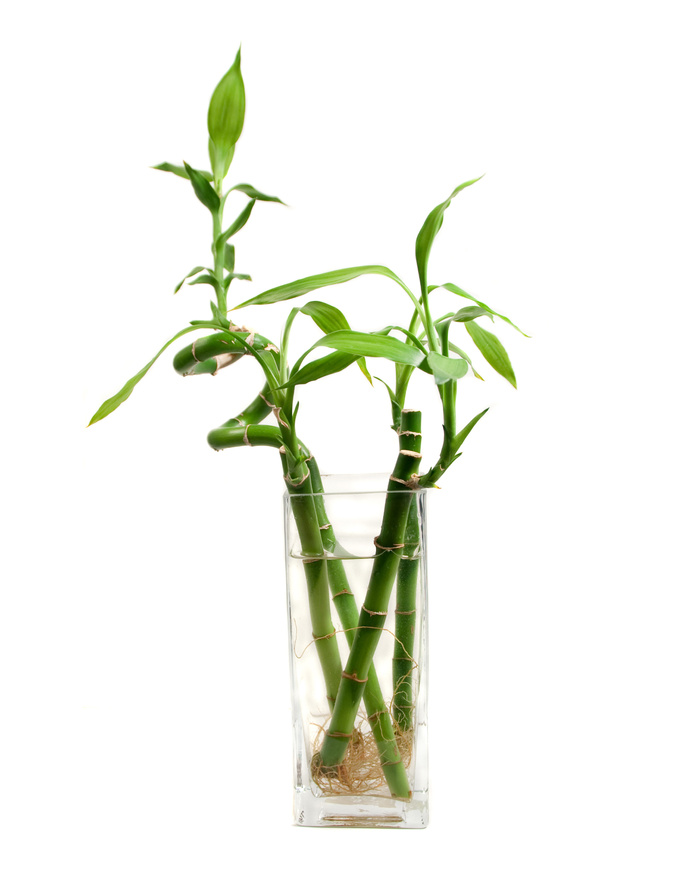 绿植转运竹水培摄影图