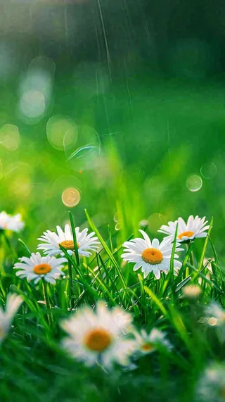 春天夏天草地绿叶小花阳光温馨，春分惊蛰谷雨摄影图