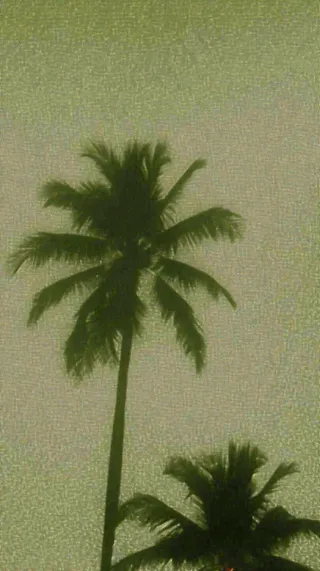 简约绿色叶子影子纹理